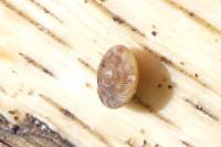 Gonyodiscus rotundatus