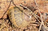 Cornu aspersum