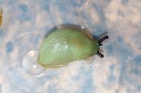 Arion intermedius