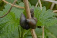 Oxyloma elegans