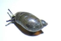 Oxyloma elegans