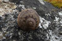 Cornu aspersum