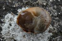 Cornu aspersum