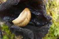 Arion subfuscus