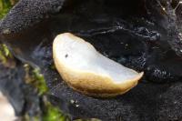 Arion subfuscus