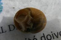 Cornu aspersum