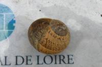 Cornu aspersum