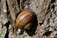 Helix pomatia