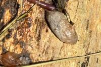 Deroceras reticulatum