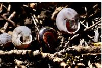 Cepaea nemoralis