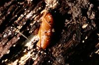 Arion rufus/vulgaris