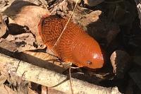 Arion rufus/vulgaris