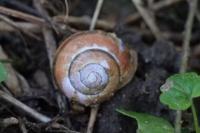 Cepaea nemoralis