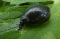 Oxyloma elegans