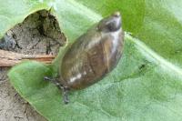 Oxyloma elegans