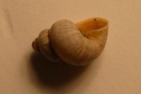 Pomatias elegans