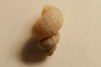 Pomatias elegans
