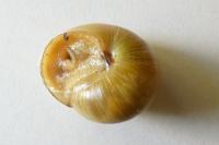 Cepaea nemoralis