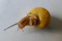 Cepaea nemoralis