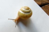 Cepaea nemoralis