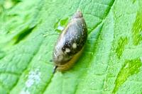 Succinea putris