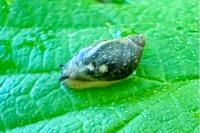 Succinea putris
