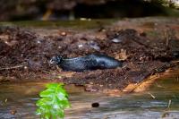 Limax cinereoniger