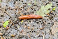 Arion rufus/vulgaris