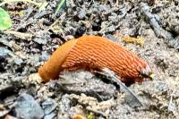 Arion rufus/vulgaris