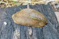 Arion rufus/vulgaris