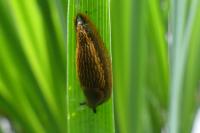Arion fasciatus