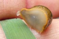 Arion fasciatus