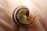 Cepaea
