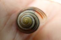 Cepaea