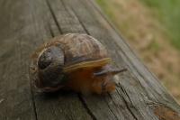 Cornu aspersum
