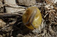 Cepaea