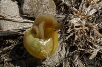 Cepaea