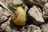 Cepaea