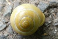 Cepaea hortensis