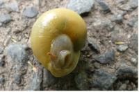 Cepaea hortensis