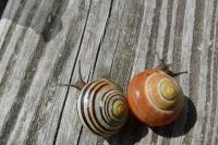 Cepaea