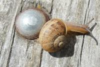 Cornu aspersum