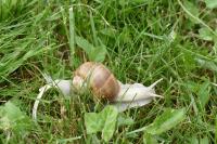 Helix pomatia