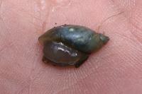 Succinea putris