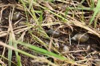 Succinea putris