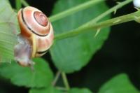 Cepaea nemoralis