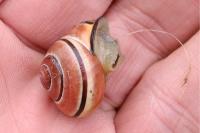 Cepaea nemoralis