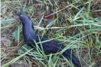 Limax cinereoniger