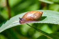 Succinea putris