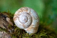 Helix pomatia